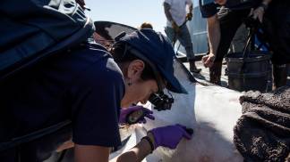 gisele-ocearch gisele-ocearch
